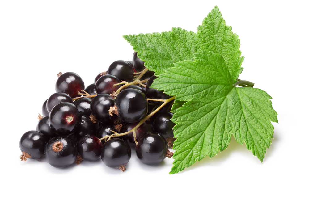 Feuille de cassissier - black currant leaf • synof France